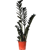 Растение Замиокулькас Черный рэйвен 65 см в технологическом горшке D17  (РЗ-003.17)