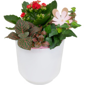 Композиция Grinoteka в кашпо (Smarts-023)