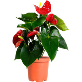 Растение Антуриум Андрианум красный 40 см в технологическом горшке D12  см