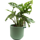 Растение Монстера Обликва Манки Маск 30 см в кашпо D14.5 см (РС113.01)