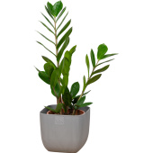 Растение Замиокулькас 40 см в кашпо 1.95 л (РЗ-01.05)