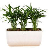 Растение Хризалидокарпус Пальма 40 см в кашпо 9.5 л (РСК29.ЯБ)