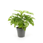 Растение Монстера Обликва Манки Маск в технологическом горшке (25-30 см)