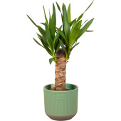 Растение Юкка 35 см в кашпо D14.5 см (РС00044.01)