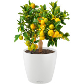 Растение Цитрус Каламондин 40 см в белом кашпо D18 см