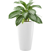 Растение Аглаонема Сильвер Бей 65 см в кашпо белого цвета D32 см