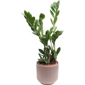 Растение Замиокулькас 40 см в кашпо 1.9 л (РЗ-001.04)