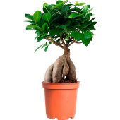 Растение Фикус Микрокарпа 30 см в технологическом горшке D12 см