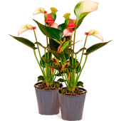 Набор растений Антуриум Перл Матата (2 штуки в упаковке)