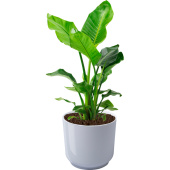 Растение Стрелиция Николай 60 см в белом кашпо D19 см
