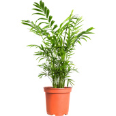 Растение Хамедорея Элеганс 45 см в технологическом горшке D12 см