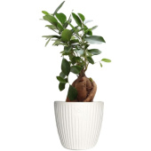 Растение Фикус Микрокарпа в круглом кашпо белого цвета (35 см)