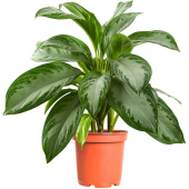 Растение Аглаонема Сильвер Бей 55 см в технологическом горшке D17 см