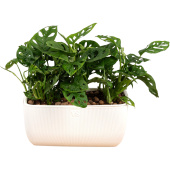 Растение Монстера Обликва Манки Маск 30 см в кашпо 9.5 л (3 штуки, РСК25.ЯБ)