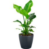 Растение Стрелиция Николай 100 см в сером кашпо D28 см