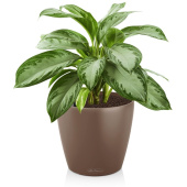 Растение Аглаонема Сильвер Бей 55 см в кашпо мускатного цвета D21 см