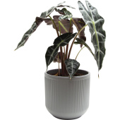 Растение Алоказия Амазоника Полли 25 см в кашпо D14.5 см (РС94.03)