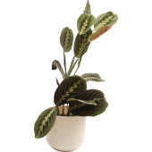 Растение Маранта Триколор 30 см в кашпо 1.9 л (РС00039.08)