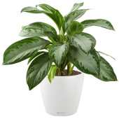 Растение Аглаонема Сильвер Бей в классическом кашпо белого цвета (35 см)