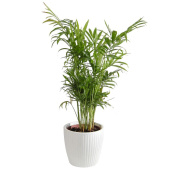 Растение Хамедорея Элеганс в круглом кашпо белого цвета (40-45 см, РС125.8)