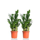 Набор растений Замиокулькас для дома (2 растения)