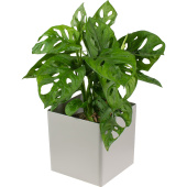 Растение Монстера Обликва Манки Маск 30 см в кашпо