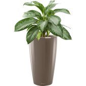 Растение Аглаонема Сильвер Бей 65 см в кашпо серо-коричневого цвета D32  см