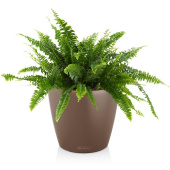 Растение Нефролепис 45 см в кашпо мускатного цвета D21 см