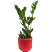 Растение Замиокулькас 40 см в кашпо 1.9 л (РЗ-001.07)