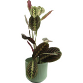 Растение Маранта Триколор 30 см в кашпо 1.9 л (РС00039.01)