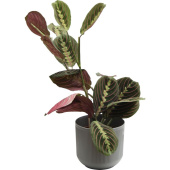 Растение Маранта Триколор 30 см в кашпо 1.9 л (РС00039.03)