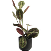 Растение Маранта Триколор 30 см в кашпо 1.9 л (РС00039.06)