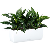 Растение Аглаонема Мария 25 см в кашпо