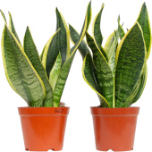 Набор растений Сансевиерия Футура Суперба (2 штуки в упаковке)