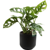 Растение Монстера Обликва Манки Маск 30 см в кашпо D14.5 см (РС113.06)