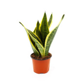 Растение Сансевиерия Футура Суперба в технологическом горшке (25-35 см)