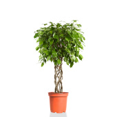 Растение Фикус Экзотика цилиндр с круглым горшком коричневого цвета (100 см)