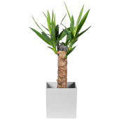 Растение Юкка 40 см в кашпо