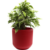 Растение Фикус Бенджамина Кинки 30 см в кашпо 1.9 л (РС0120.07)
