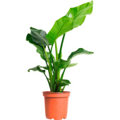 Растение Стрелиция Николай 60 см в технологическом горшке D17 см