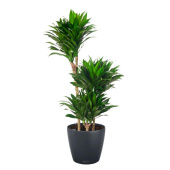 Растение Драцена Компакта Classico Color в кашпо серого цвета и системой автополива (100 см)