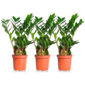 Набор растений Замиокулькас для дома (3 растения)
