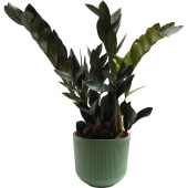 Растение Замиокулькас черный Равен 50 см в кашпо 1.9 л (РЗ-003.14.01)