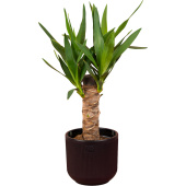 Растение Юкка 35 см в кашпо D14.5 см (РС00044.06)