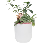 Композиция Grinoteka в кашпо (Smarts-18)