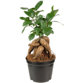 Растение Фикус Микрокарпа в технологическом горшке (35 см)