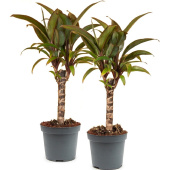 Набор растений Кордилина Компакта (2 штуки в упаковке)