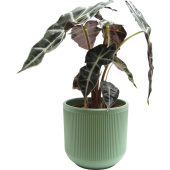 Растение Алоказия Амазоника Полли 25 см в кашпо D14.5 см (РС94.01)