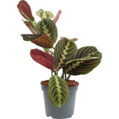 Растение Маранта Триколор 30 см в технологическом горшке D12 см (РС00039)