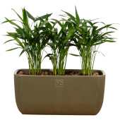 Растение Хризалидокарпус Пальма 40 см в кашпо 9.5 л (РСК29.ЯО)